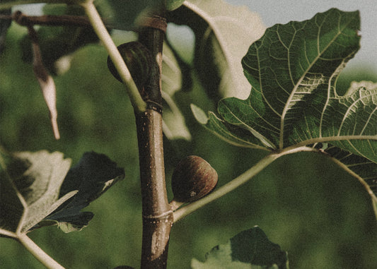 Fragrance feature - Coconut & Fig